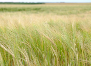  Greenpeace, Lipu, ProNatura, WWF scrivono ai ministri europei: basta con la cattiva gestione agroalimentare